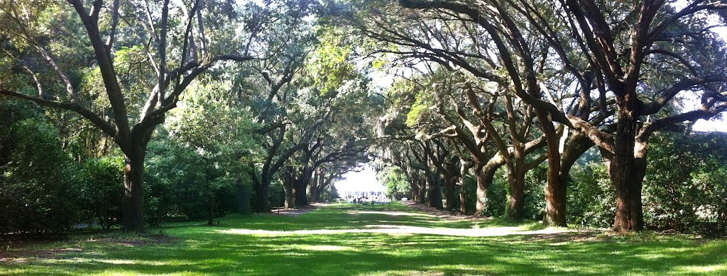 Avenue of Oaks