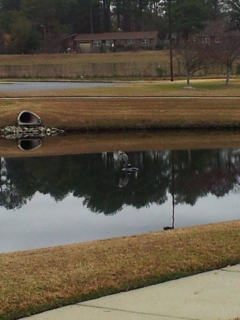 Pond at Arbor Lake Dr
