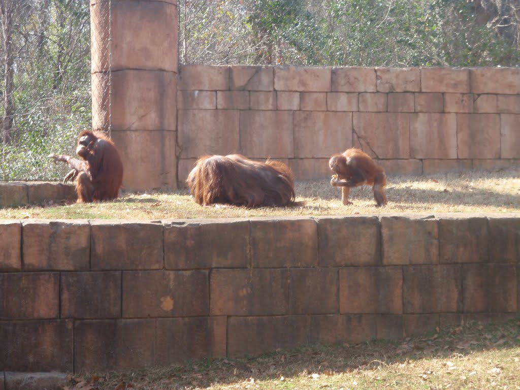 Orangutans