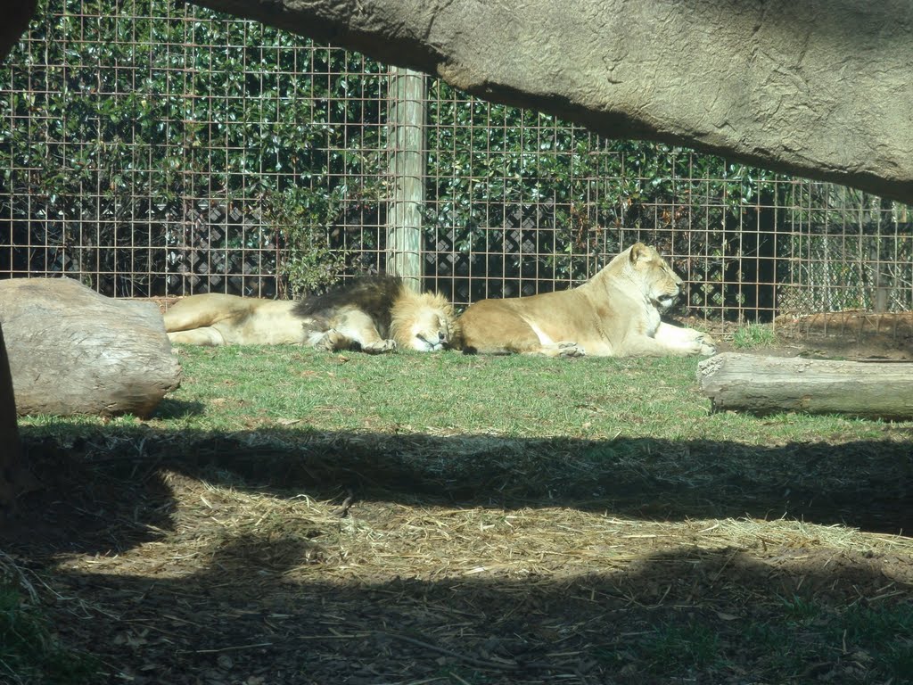 Lions