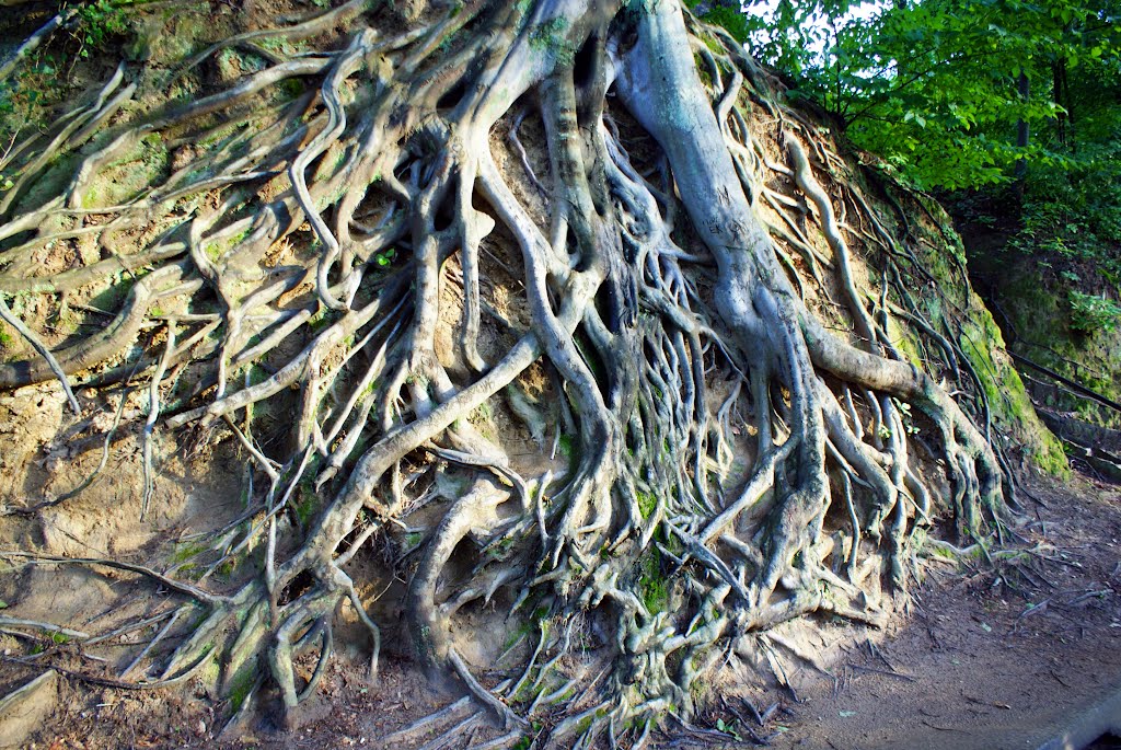 Roots at Liberty