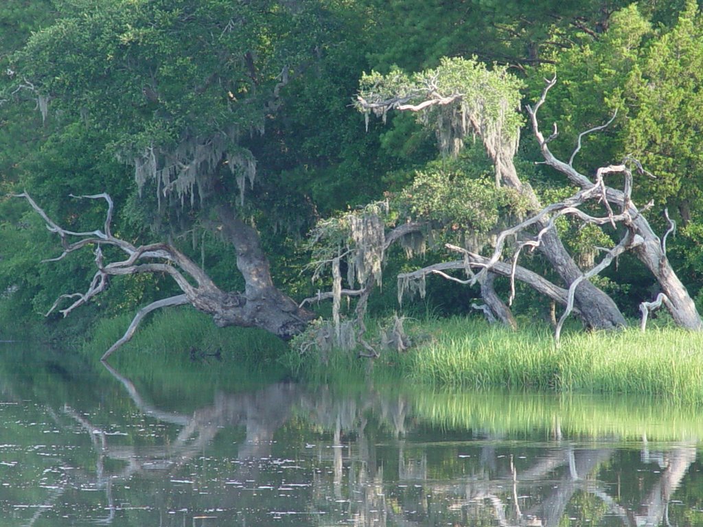 Egret Hideout