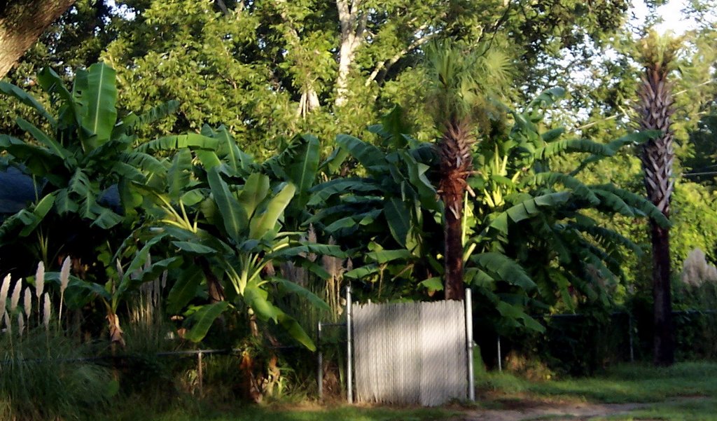 Simply Bananas Banana Plantation Charleston, SC