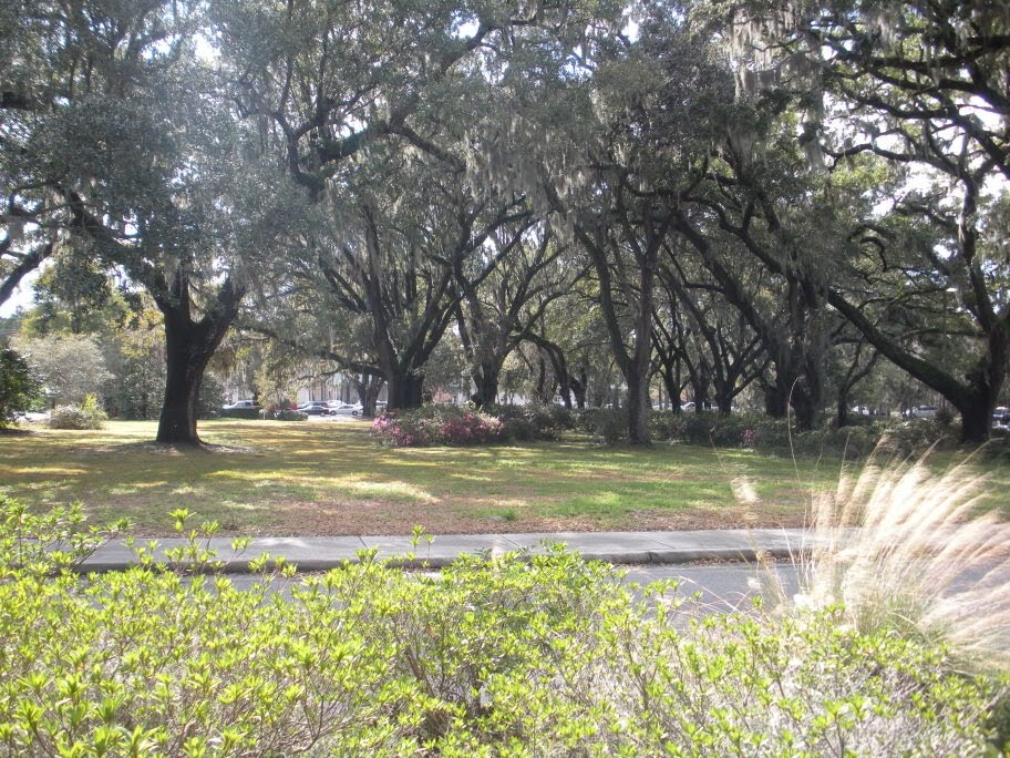 James Island oak trees