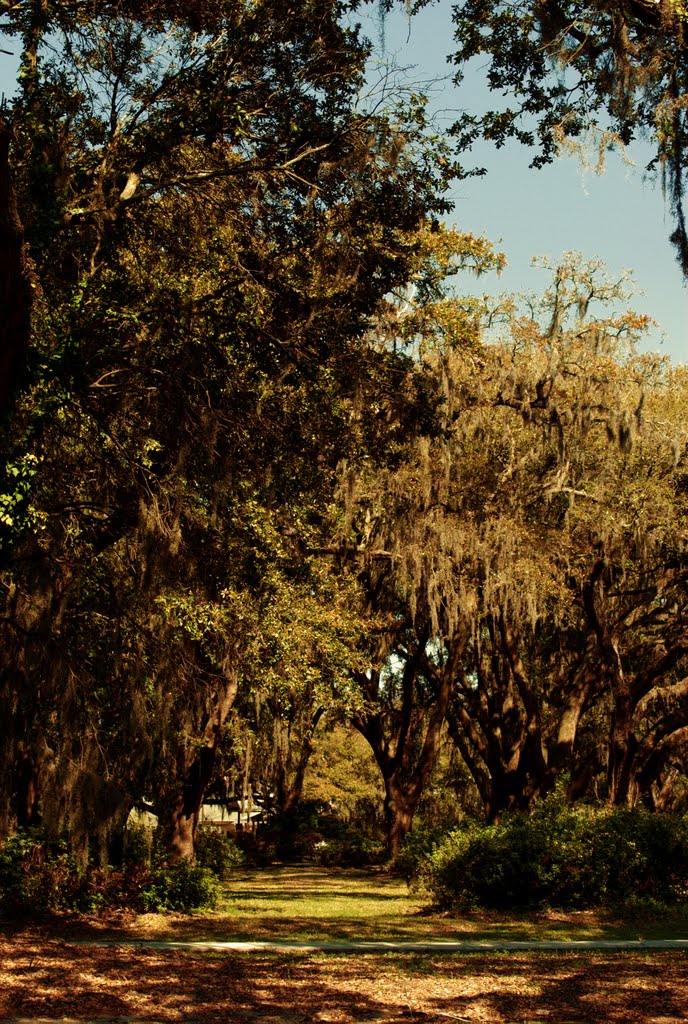 Spanish Moss
