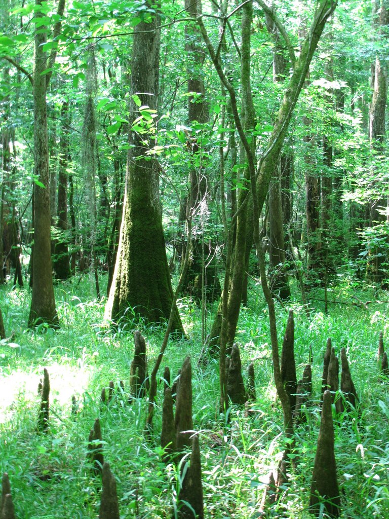 Trees and knees (May 2008)