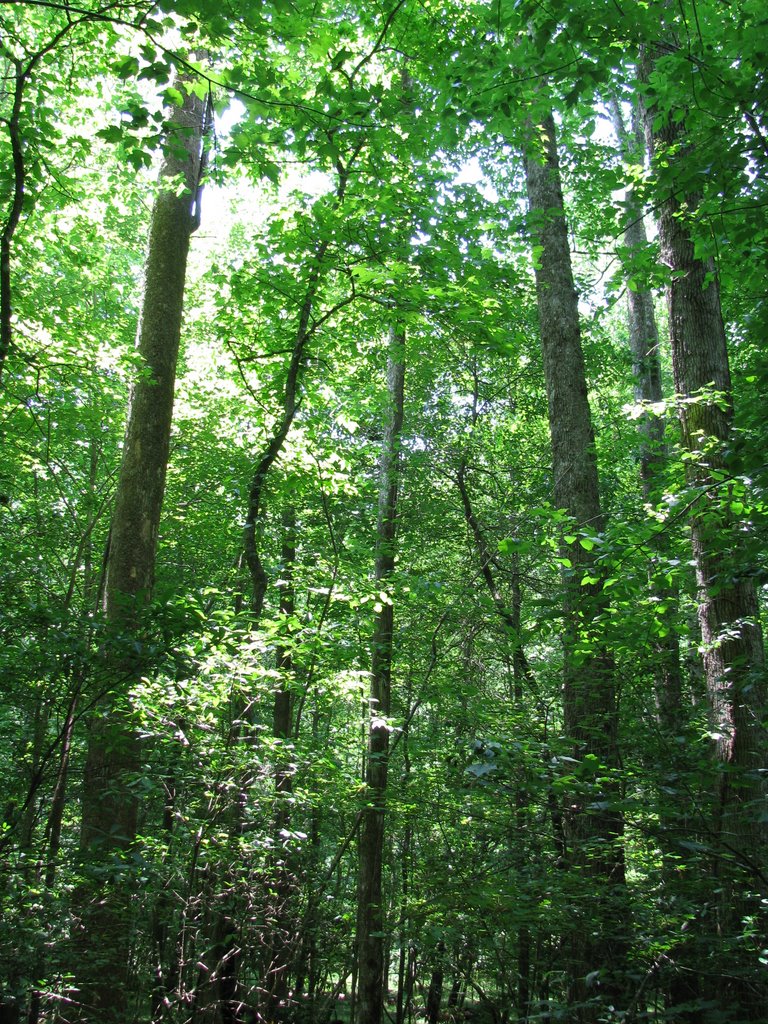 High canopy (May 2008)
