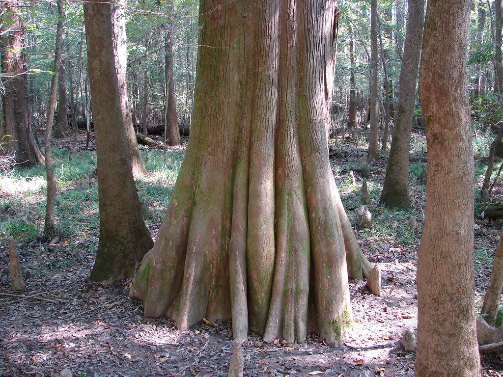 Congaree National Park