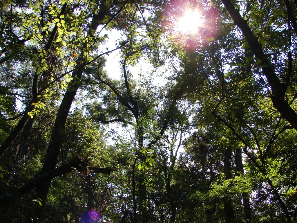 Congaree National Park