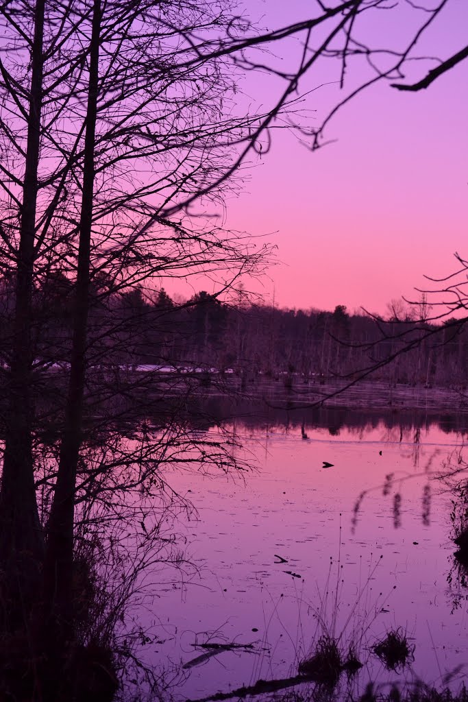 Duffies Pond, near Congaree National Park, Columbia, SC
