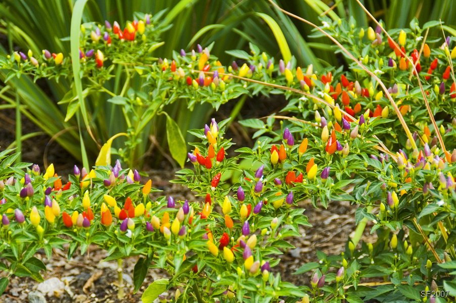 "Chili pepper" flower, Columbia