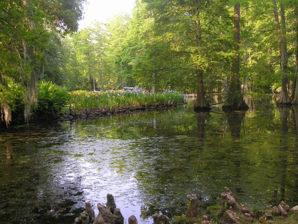Swan Lake Iris Garden