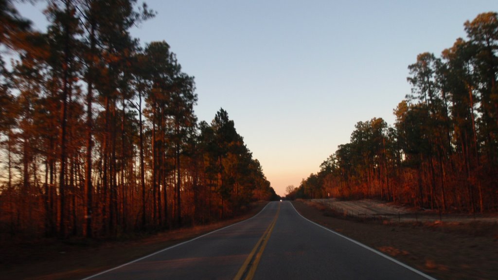 Fading Light. Manchester State Forest