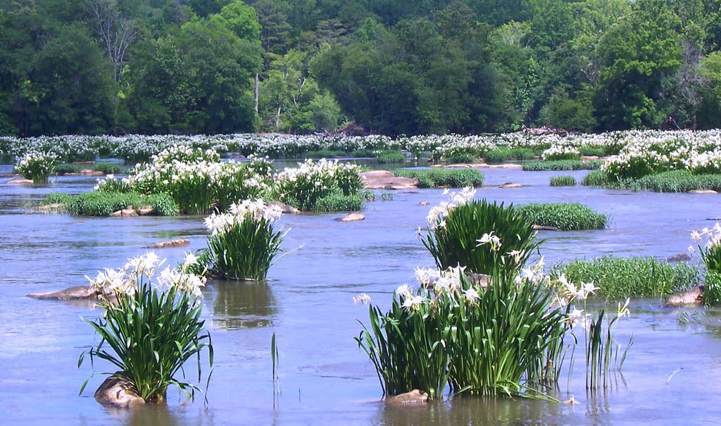 Rocky Shoals Spider Lilies in The Catawba River
