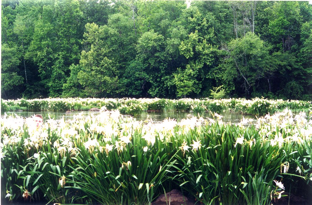 Spider Lillies on the Catawba River @ Landsford Canal State park