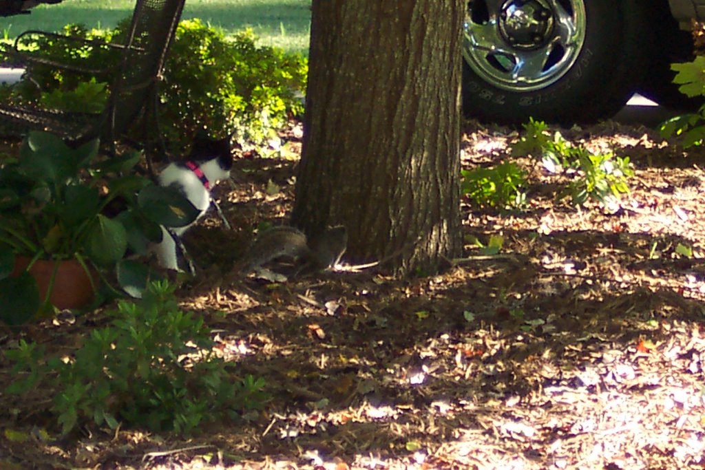 Jingle Bells and the Squirrel, Rock Hill, SC