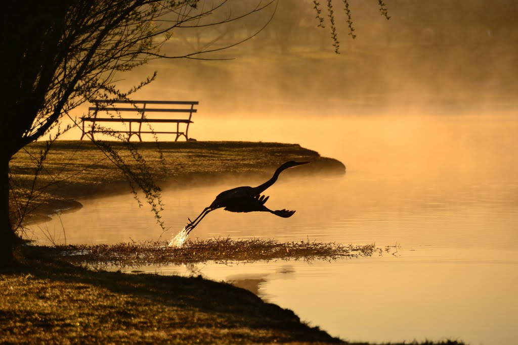 Heron at Dawn, Winthrop Univ. Lake, Rock Hill, SC