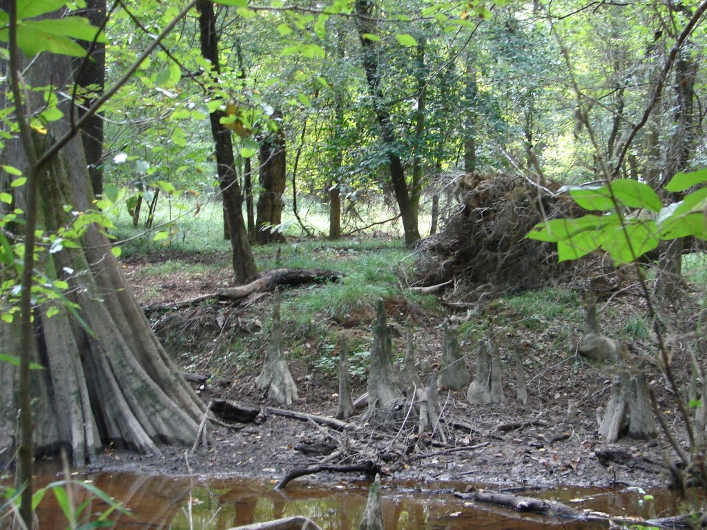 Congaree National Park