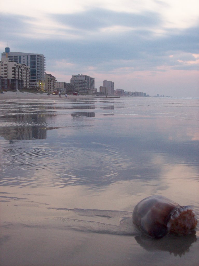 Tidewater Jellyfish