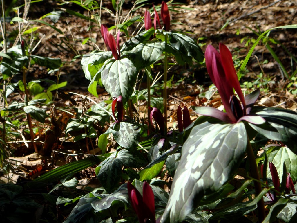 Winter flowers (Mottled Trillium: T. maculatum).