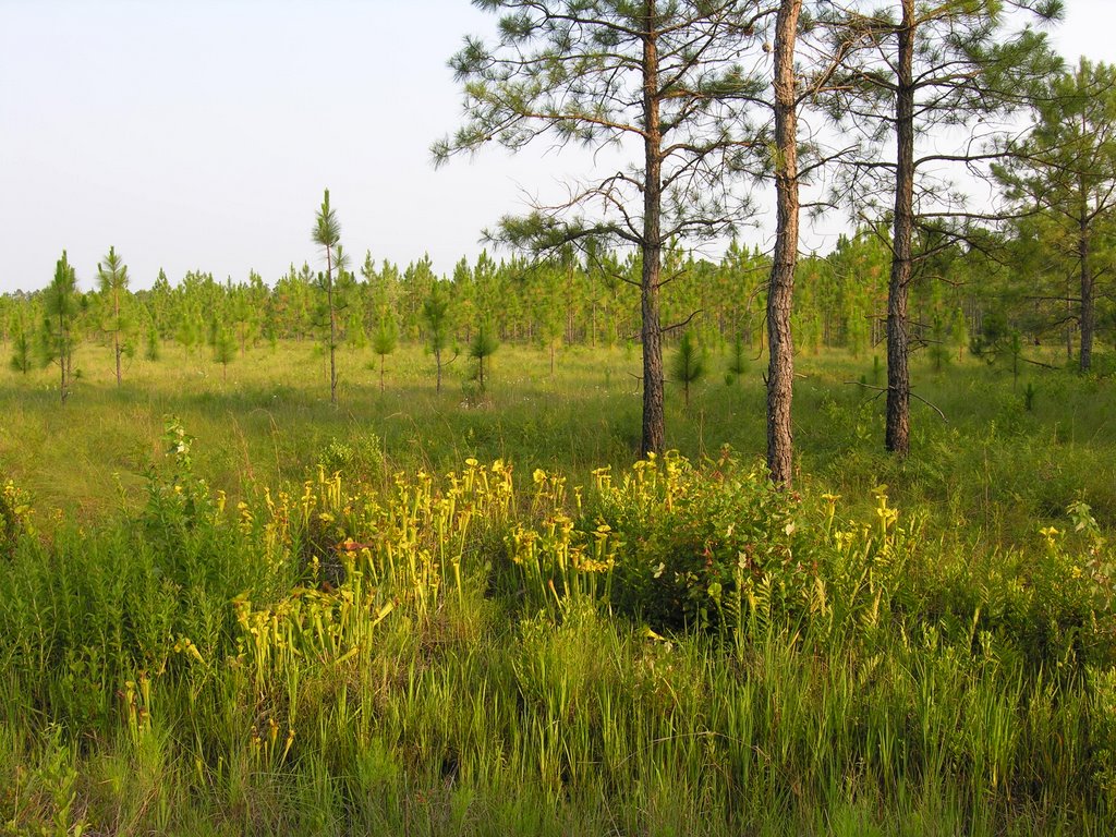 Lewis Ocean Bay Long Leaf Pine Ecosystem