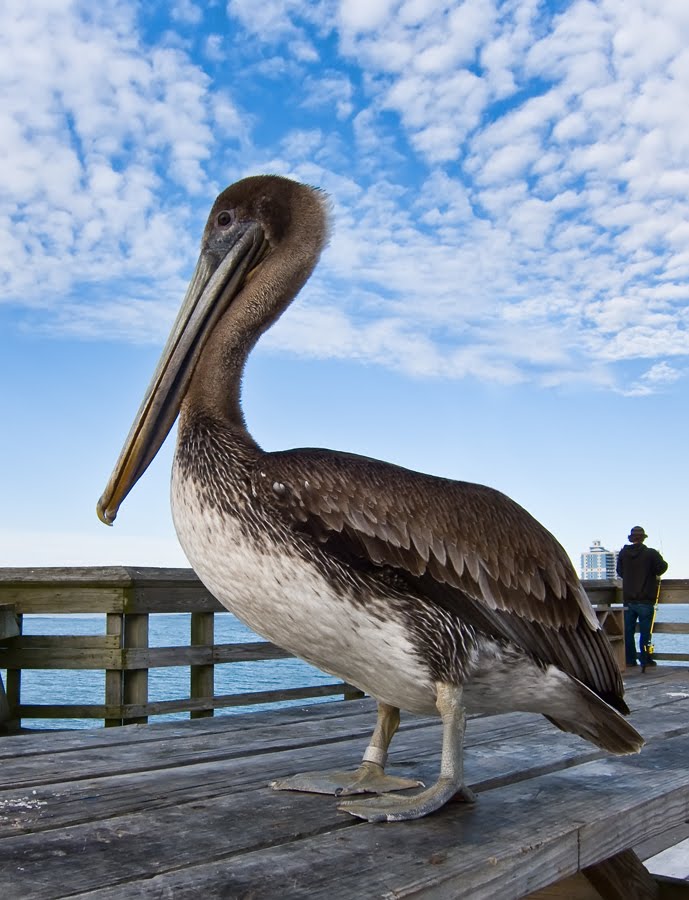 Fishing With Pelican