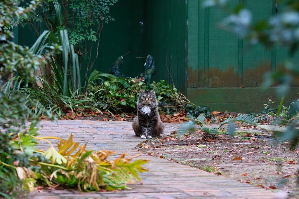 Cat In Alley