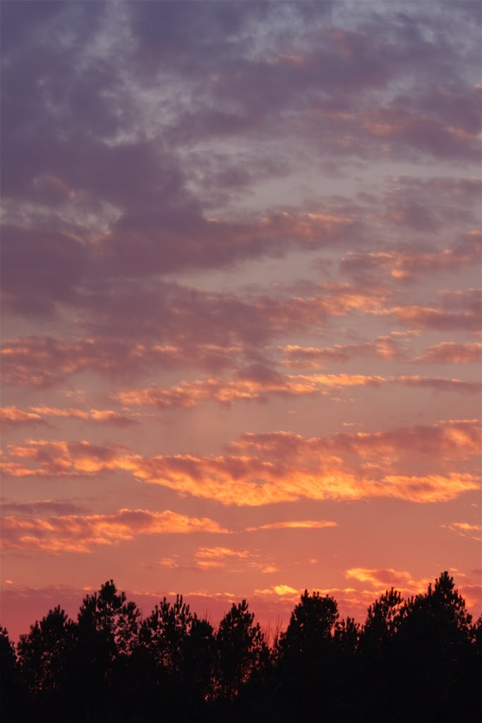 Sky and Pines