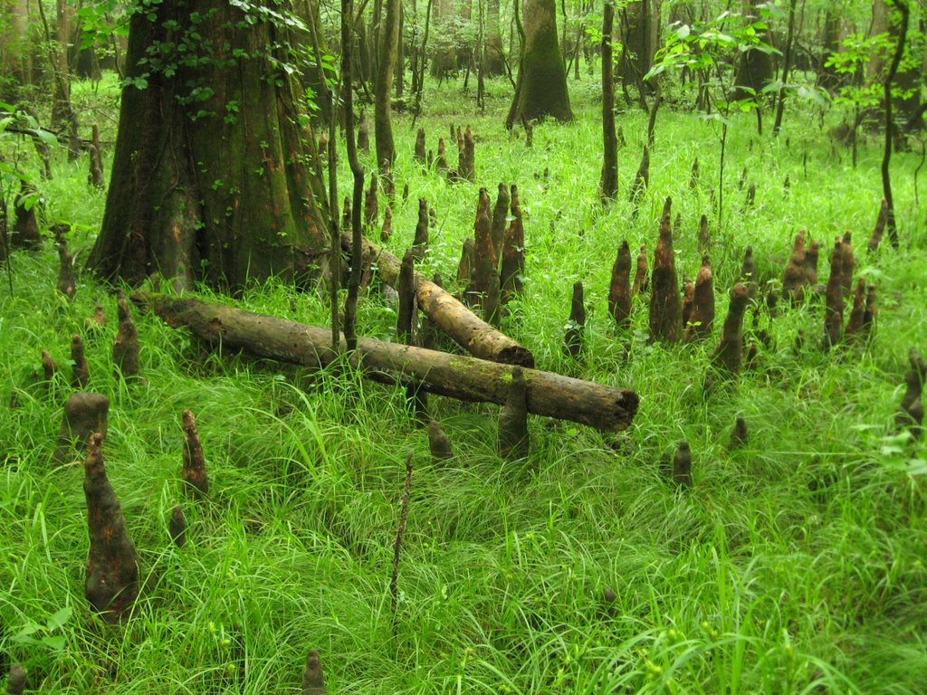 Cypress Knees