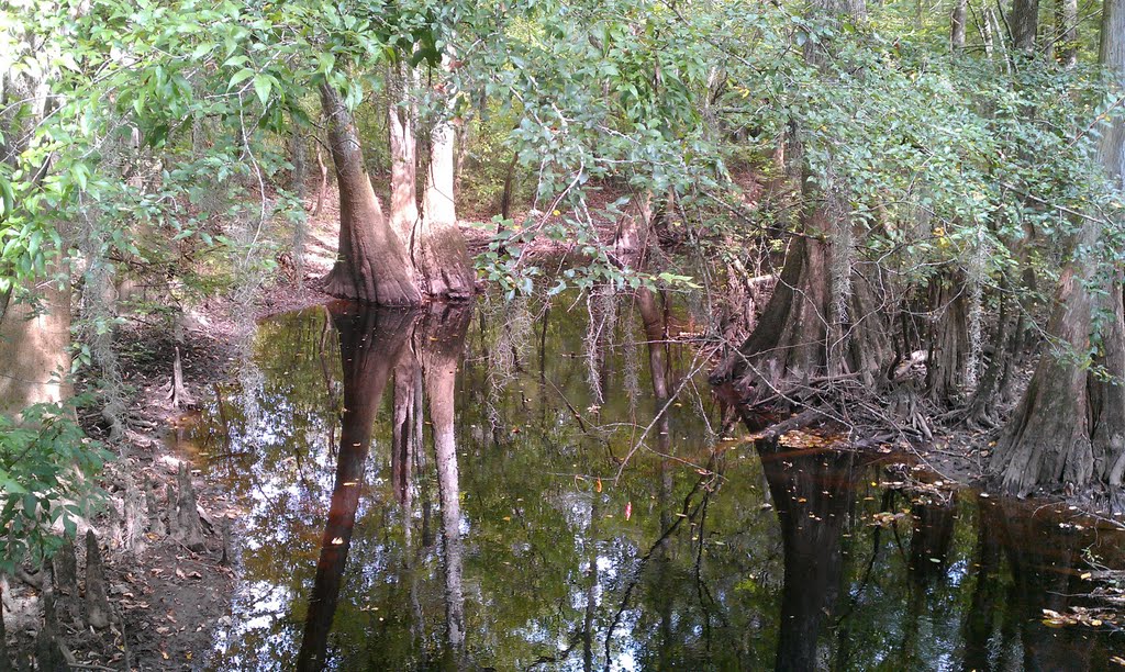 Bald Cypress trees in Congaree National Park