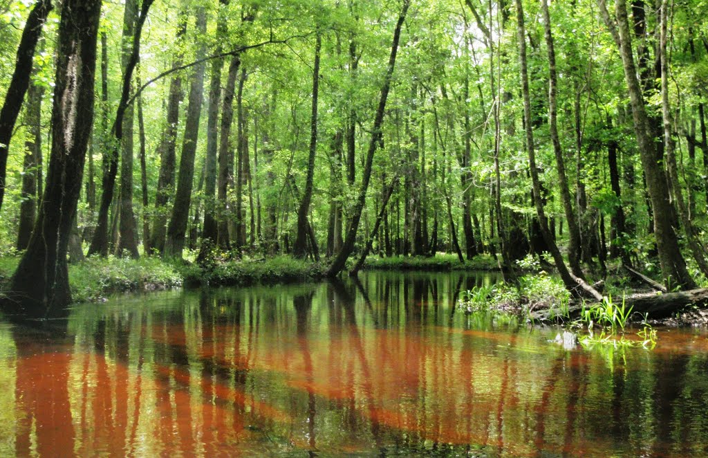 Brackish Cedar Creek