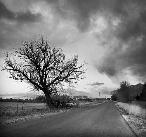 Tree near American Fork Boat Harbor