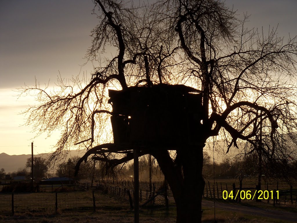 Tree house at sunset