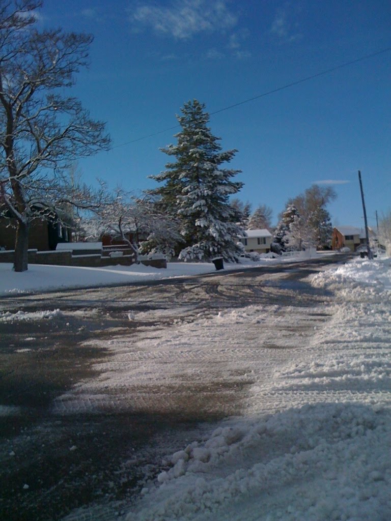 Morning after snow storm. Febuary 17 2011.