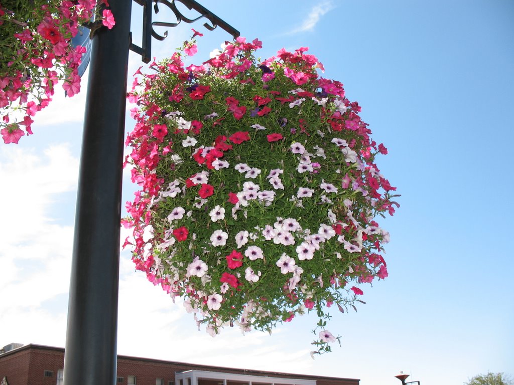 Flowers in Vernal UT