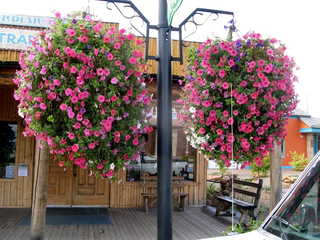 Vernal Flowers 10 05 08