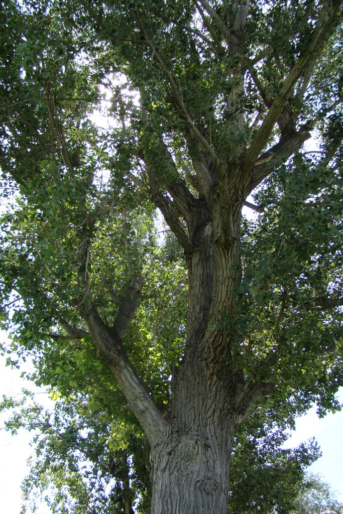 Huge Cottonwood Tree in Gunnison Park