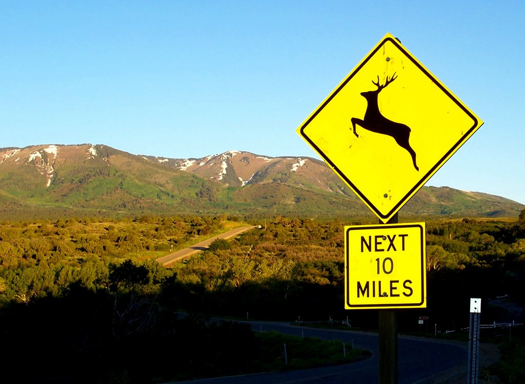 Deer Warning