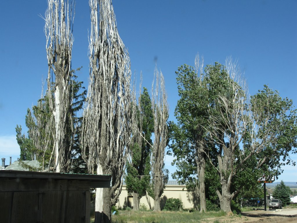 No Shade Trees