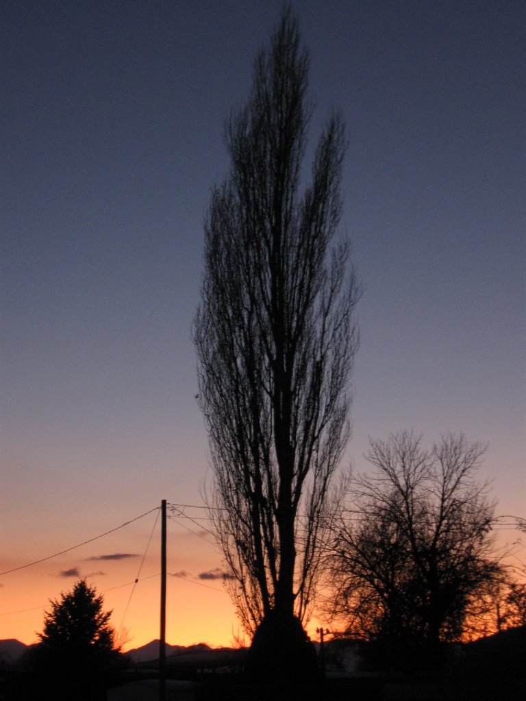 Towering Lombardy Poplar Silhouette at Sunset