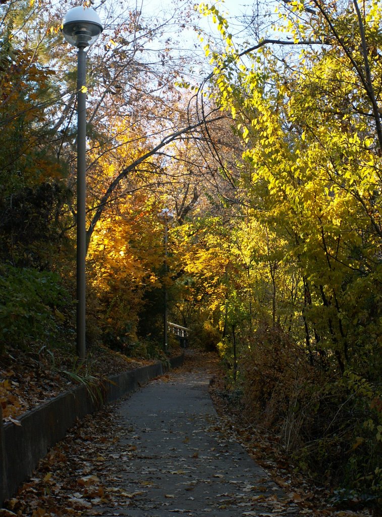 Fall Colors