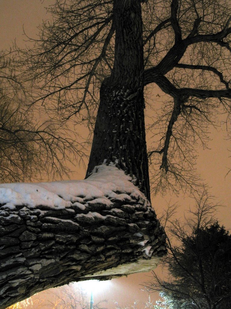 Elbow Tree revisited