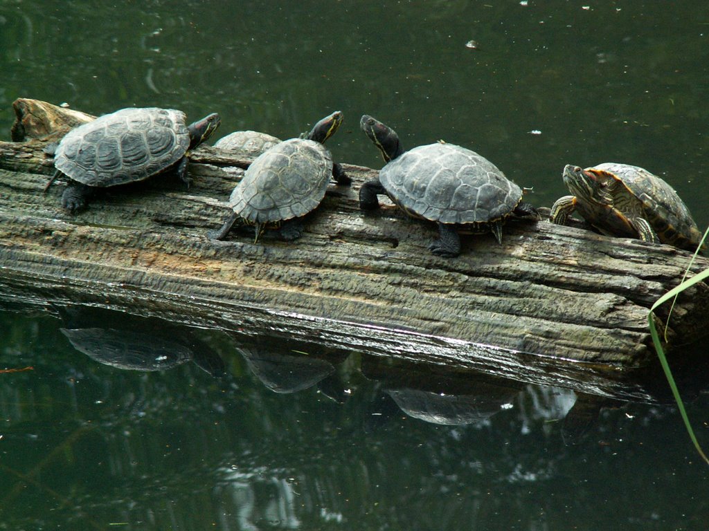 Turtles