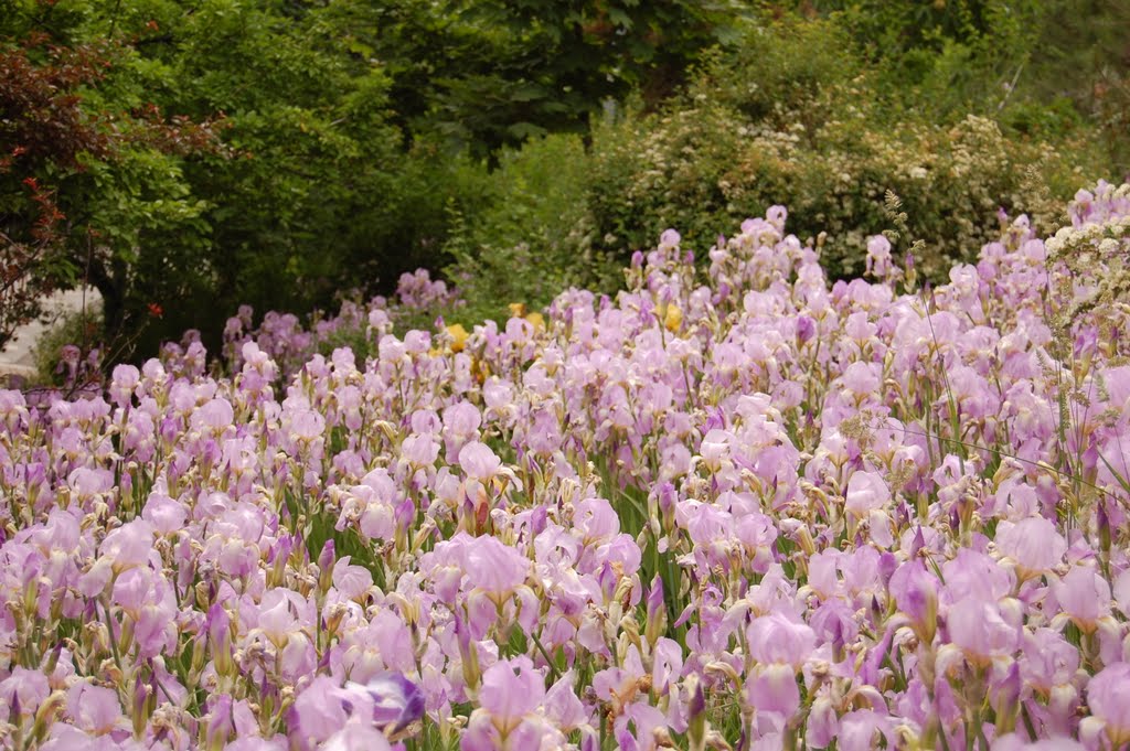 Flower Patch @ BYU By Chris Yoder