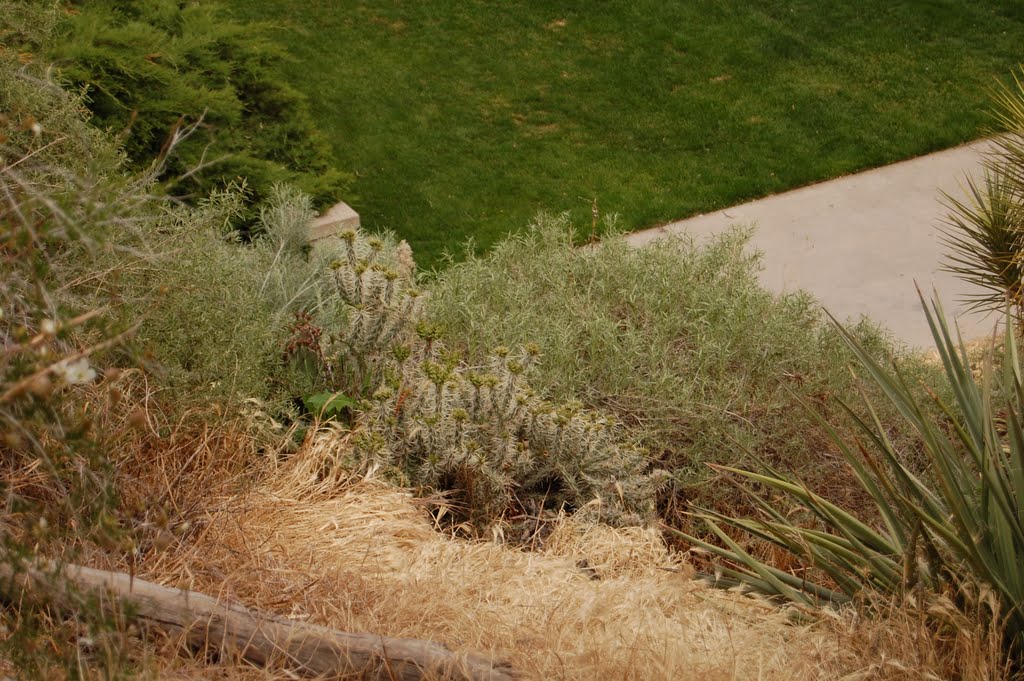 Cacti By Chris Yoder
