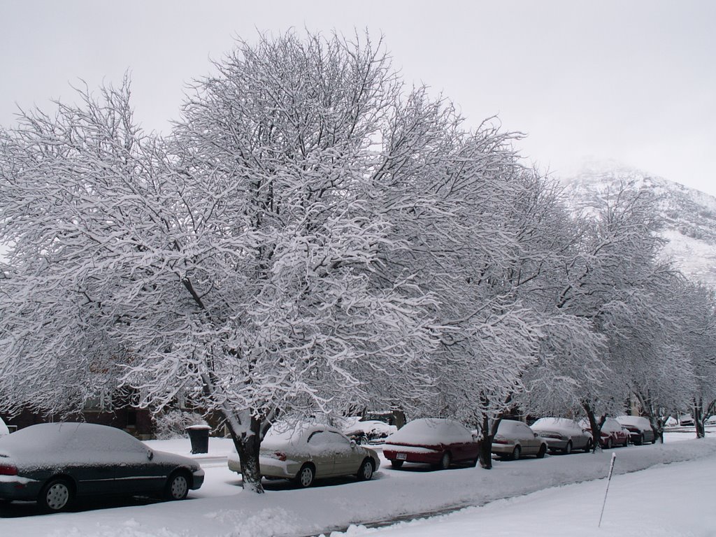 Snowy Winter