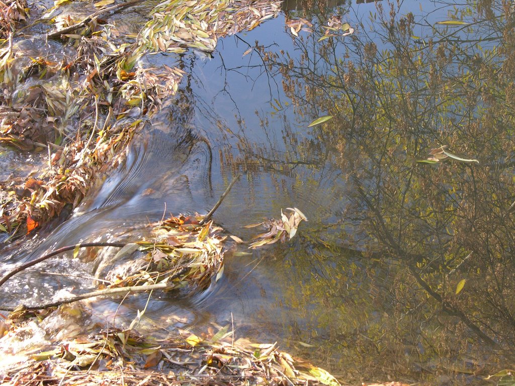 beaver pond