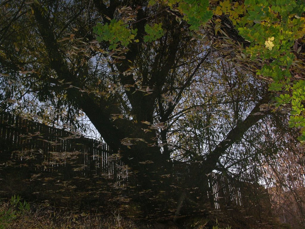 flipped reflection