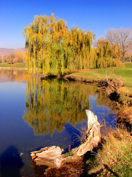 Forest Dale Fall