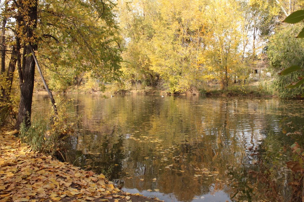 Duck Pond
